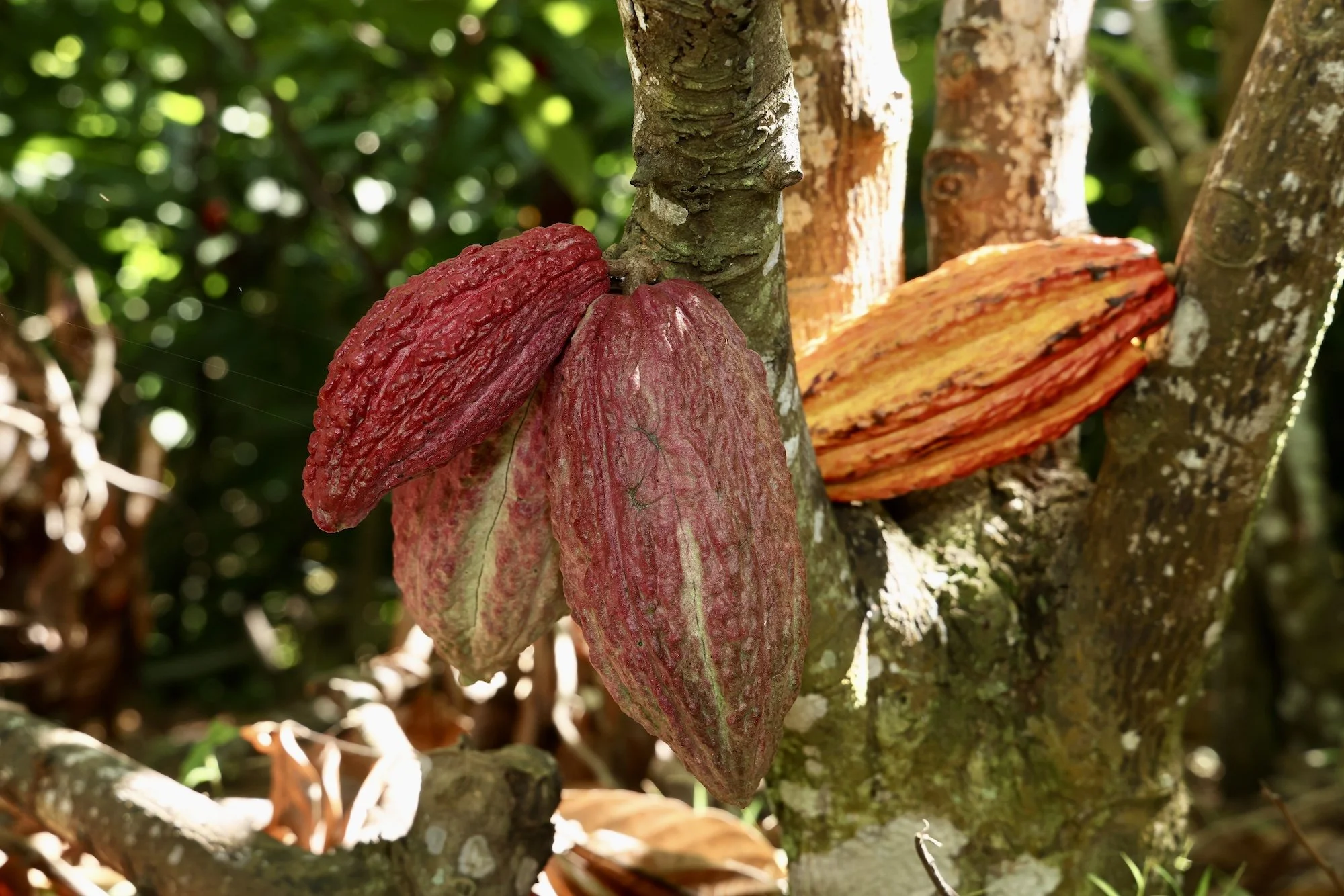 Puerto Rico Cacao Wins Global Recognition