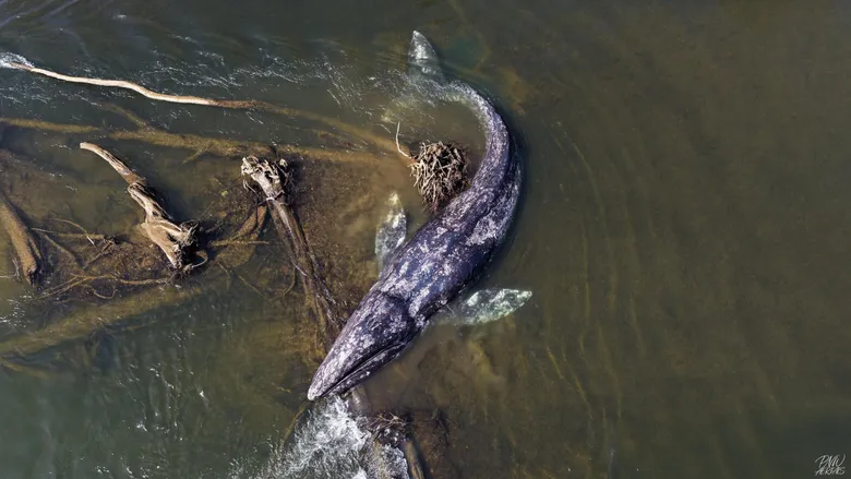 Gray Whale Found Dead After River Journey